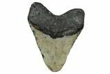 Fossil Megalodon Tooth - North Carolina #344049-2